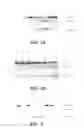 Fig. 08 - Antibody modulators of hepatocyte growth factor activator