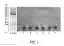 Fig. 02 - Purification of low isoelectric point isoforms of darbepoietin