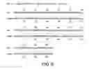 Fig. 09 - siRNA useful to supress expression of EIF-5A1