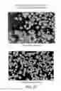 Fig. 28 - siRNA useful to supress expression of EIF-5A1