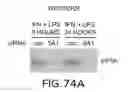 Fig. 85 - siRNA useful to supress expression of EIF-5A1