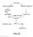 Fig. 90 - siRNA useful to supress expression of EIF-5A1