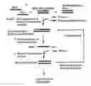 Fig. 01 - RNA interference methods using DNA-RNA duplex constructs