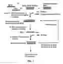 Fig. 02 - RNA interference methods using DNA-RNA duplex constructs