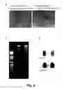 Fig. 07 - RNA interference methods using DNA-RNA duplex constructs