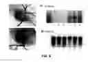 Fig. 10 - RNA interference methods using DNA-RNA duplex constructs