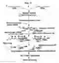 Fig. 12 - RNA interference methods using DNA-RNA duplex constructs