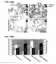 Fig. 13 - RNA interference methods using DNA-RNA duplex constructs