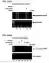 Fig. 14 - RNA interference methods using DNA-RNA duplex constructs