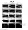 Fig. 15 - RNA interference methods using DNA-RNA duplex constructs