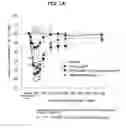 Fig. 02 - EP4 agonist