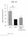 Fig. 08 - EP4 agonist