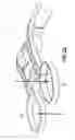 Fig. 17 - Speculum