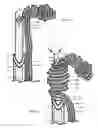 Fig. 10 - Internal and external disc shunts alleviate back pain