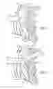 Fig. 08 - Methods and apparatus for vascular protection in spinal surgery