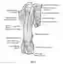 Fig. 06 - METHOD AND SYSTEM TO REGULATE ARMS, LEGS, HANDS AND OTHER SKELETAL MUSCLES BY NEURO-ELECTRICAL CODED SIGNALS