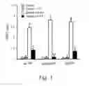 Fig. 04 - Green fluorescent protein optimized for expression with self-cleaving polypeptides