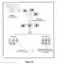 Fig. 06 - Method for performing genetic modification under a drug-free environment and components thereof