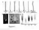 Fig. 02 - COMPOSITIONS AND METHOD FOR MODULATING PLANT ROOT HAIR DEVELOPMENT