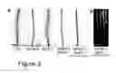 Fig. 03 - COMPOSITIONS AND METHOD FOR MODULATING PLANT ROOT HAIR DEVELOPMENT