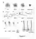 Fig. 05 - COMPOSITIONS AND METHOD FOR MODULATING PLANT ROOT HAIR DEVELOPMENT