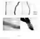 Fig. 07 - COMPOSITIONS AND METHOD FOR MODULATING PLANT ROOT HAIR DEVELOPMENT