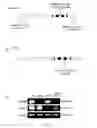 Fig. 08 - COMPOSITIONS AND METHOD FOR MODULATING PLANT ROOT HAIR DEVELOPMENT