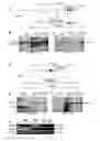 Fig. 10 - COMPOSITIONS AND METHOD FOR MODULATING PLANT ROOT HAIR DEVELOPMENT