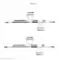Fig. 05 - MODIFICATION OF PLANT LIGNIN CONTENT