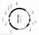 Fig. 08 - Plants having altered agronomic characteristics under nitrogen limiting conditions and related constructs and methods involving genes encoding LNT1 polypeptides and homologs thereof