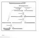 Fig. 04 - Microorganism expressing aldose-1-epimerase