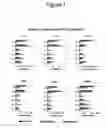 Fig. 02 - Long term disease modification using immunostimulatory oligonucleotides