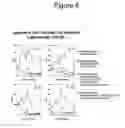 Fig. 07 - Long term disease modification using immunostimulatory oligonucleotides