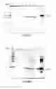 Fig. 08 - Expression vector for expressing recombinant protein in Cyanobacterium