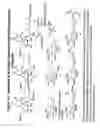 Fig. 14 - Conjugates and Compositions for Cellular Delivery