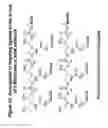 Fig. 16 - Conjugates and Compositions for Cellular Delivery