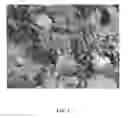 Fig. 04 - Apple tree named 'Gradirose'