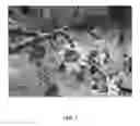 Fig. 06 - Apple tree named 'Gradirose'
