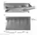 Fig. 02 - METHOD FOR PRODUCING SURIMI AND PASTE PRODUCT FROM FISH MEAT CONTAINING KIDNEY