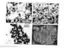 Fig. 01 - Flame synthesis of metal salt nanoparticles, in particular calcium and phosphate comprising nanoparticles