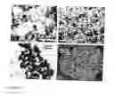 Fig. 04 - Flame synthesis of metal salt nanoparticles, in particular calcium and phosphate comprising nanoparticles