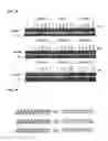 Fig. 19 - Double-stranded polynucleotide