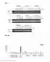 Fig. 25 - Double-stranded polynucleotide