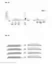 Fig. 26 - Double-stranded polynucleotide