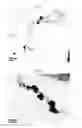 Fig. 04 - CARBON NANOTUBE COMPOSITE AND PREPARATION METHOD OF THE SAME