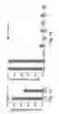 Fig. 02 - BH3 peptides and method of use thereof
