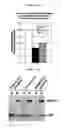 Fig. 06 - Compound that can inhibit UBC13-UEV interactions, pharmaceutical compositions and therapeutic uses