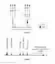 Fig. 02 - METHOD AND SYSTEM FOR REARRANGING SOUND CONDUCTORS IN PARALLEL LINES IN POWER TRANSMISSION