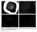 Fig. 07 - Vitrified composition which preserves biological materials