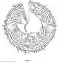 Fig. 04 - Variable lymphocyte receptors